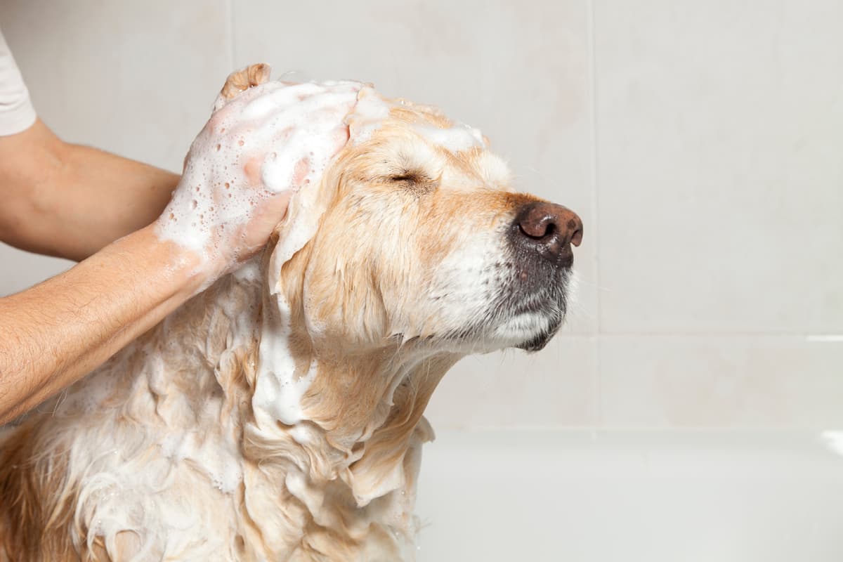 Peluquería canina