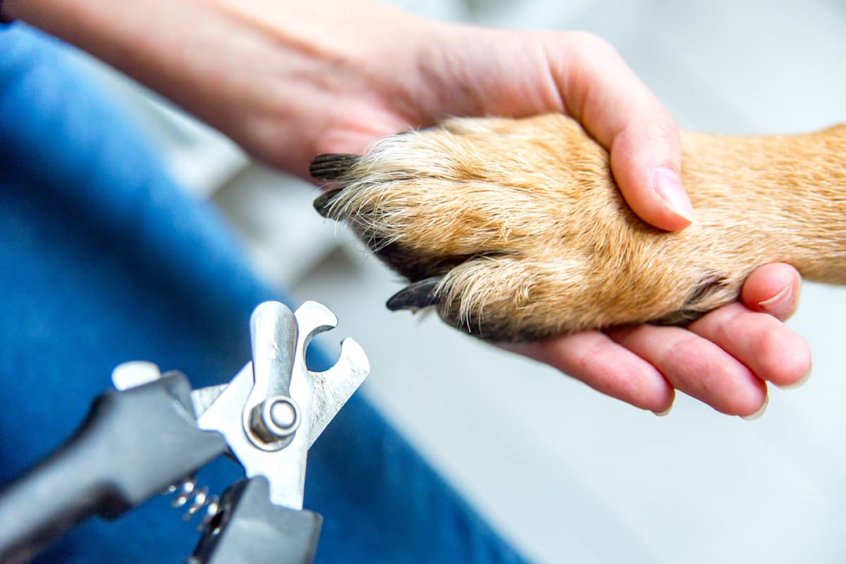 peluqueria mascotas en As Pontes