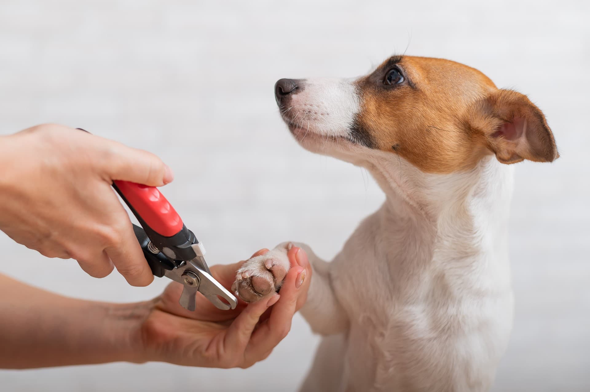 Contacte con su veterinario en As Pontes