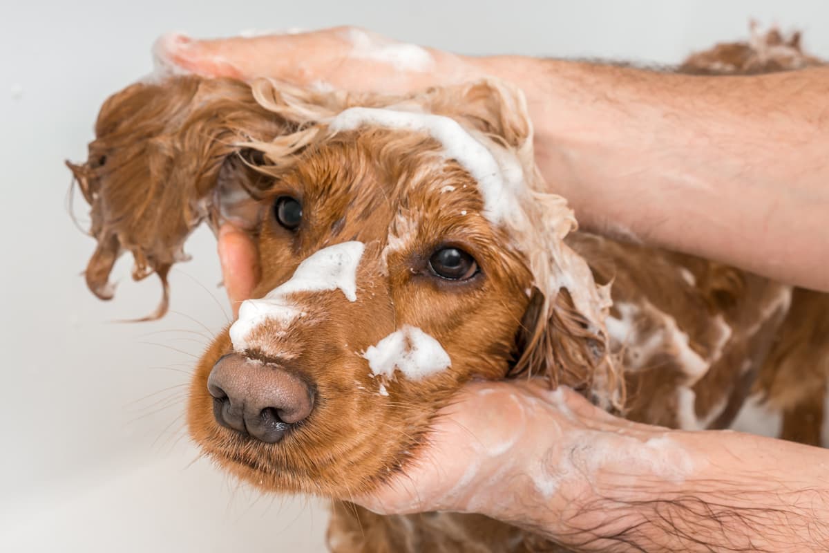 peluqueria canina en As Pontes