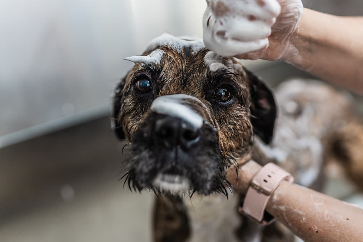 peluqueria felina en As Pontes