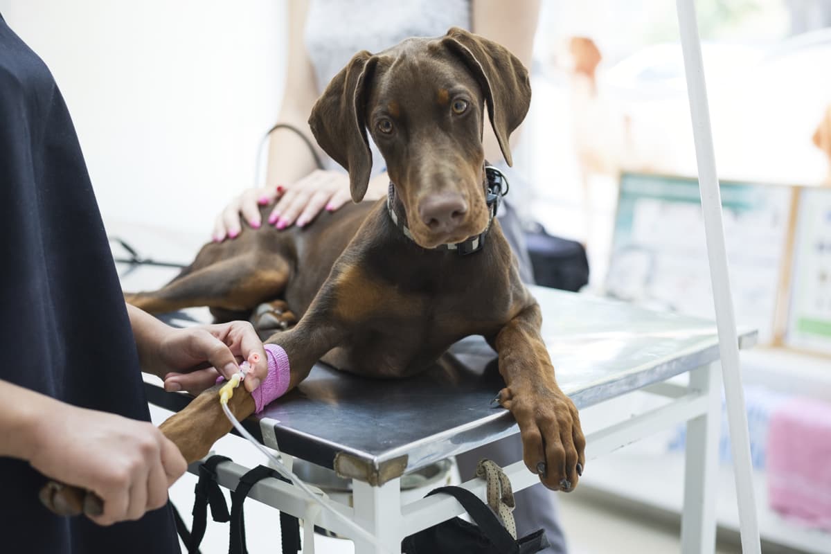 veterinario en As Pontes