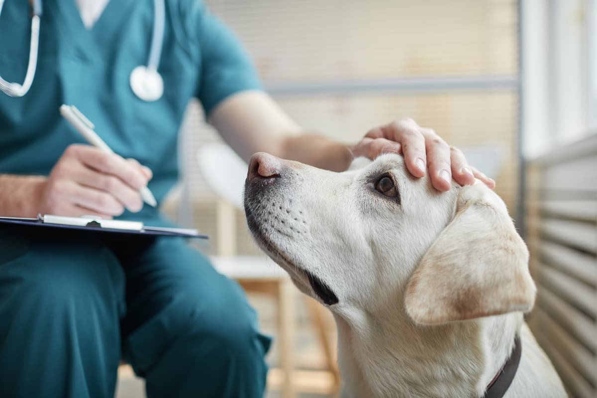 veterinario urgencia en As Pontes